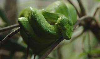 绿林蛇和翠青蛇有什么区别 绿色的蛇有几种